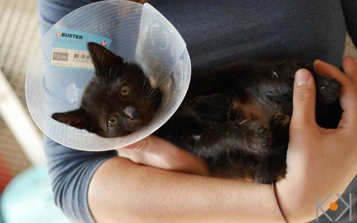 Zbiórka Pomoc dla Bławatka - zdjęcie główne