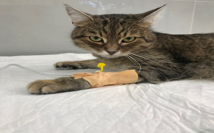 Zbiórka Transfuzja krwi leczenie - zdjęcie główne