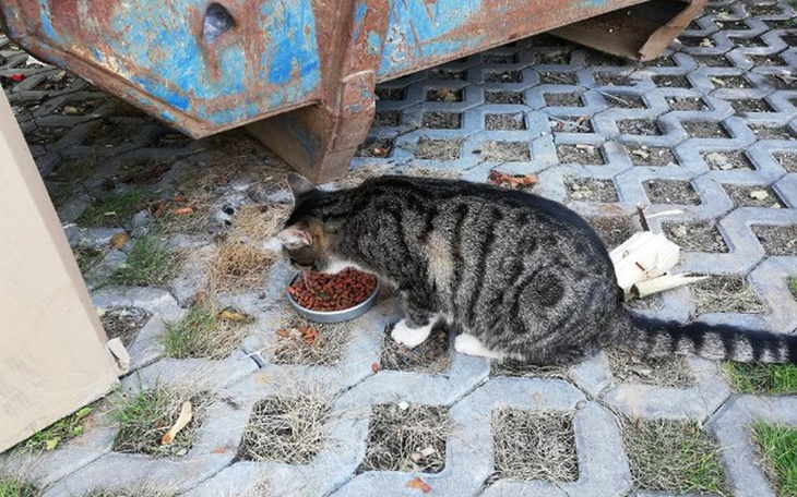 Zbiórka Ratunek dla Caro! - zdjęcie główne