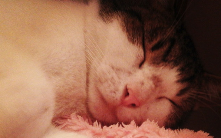 Zbiórka Czika znów chce się bawić! - zdjęcie główne