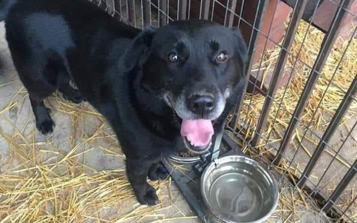 Zbiórka Ratujmy labka przed Radysami - zdjęcie główne