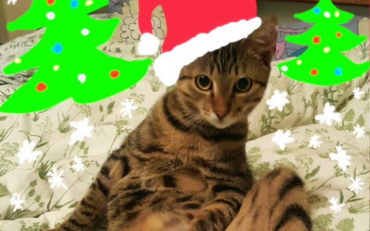 Zbiórka Świąteczna Zbiórka na 4 Łapach - zdjęcie główne