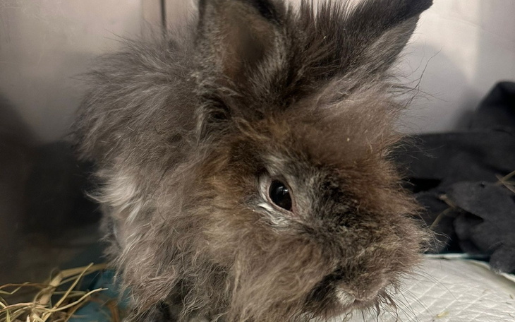 Królika z puszystym futrem, w przytulnym otoczeniu.