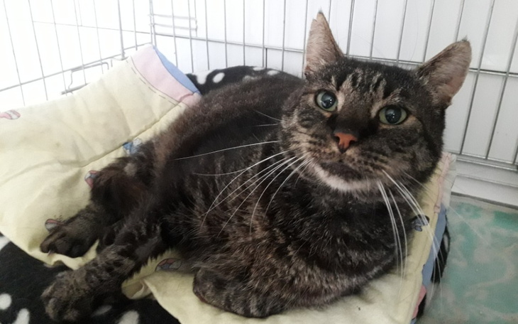 Zbiórka Ratujemy Frania... - zdjęcie główne