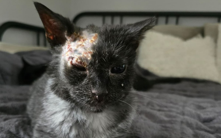 Kot z raną na głowie, leżący na łóżku.