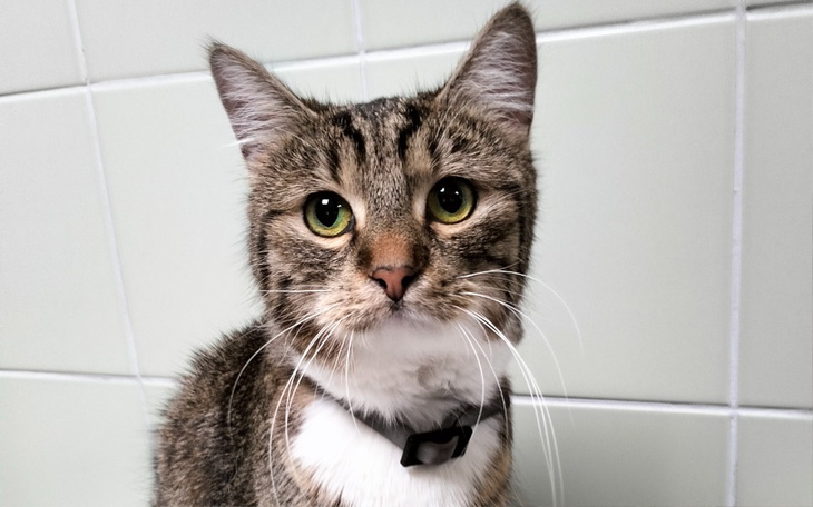 Mały czarny pies leżący na podłodze, w cieniu.