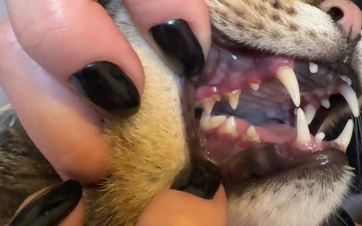 Zbliżenie na zęby psa trzymanego przez osobę.