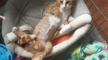 Zbiórka Życie bez bólu dla Elusia - miniaturka zdjęcia