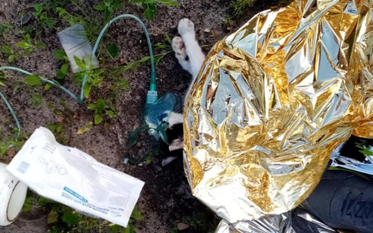 Zbiórka Drugie życie Farcika - zdjęcie główne