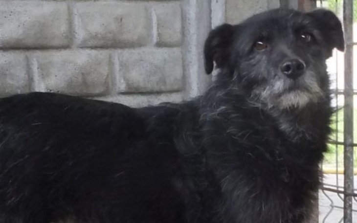 Zbiórka Mogą opuścić schronisko - zdjęcie główne