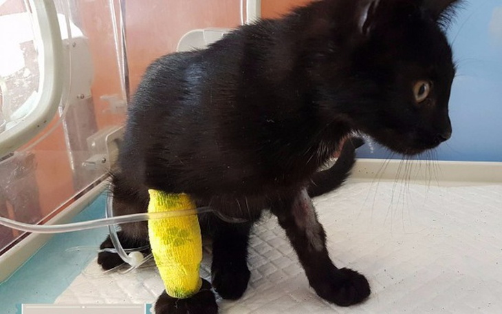 Zbiórka Dla Dudusia po wylewie - zdjęcie główne