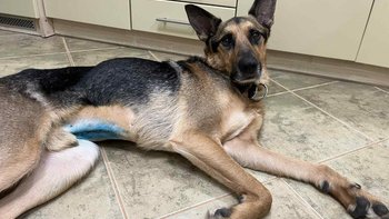 Zbiórka Uratujmy Kovu! Czy to koniec? - miniaturka zdjęcia