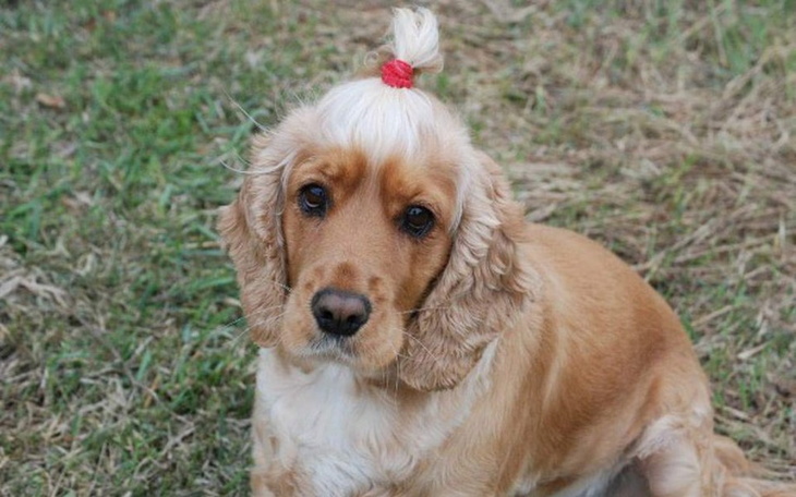 Zbiórka Leczenie Majeczki - zdjęcie główne