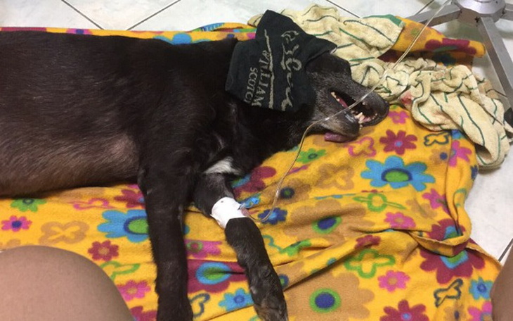 Zbiórka Dramat labradora - zdjęcie główne