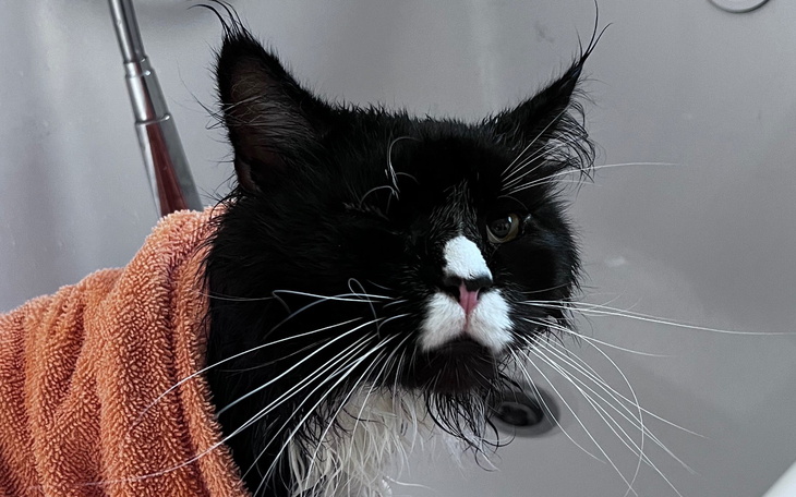 Mokry kot owinięty w ręcznik, z wyrazem twarzy.