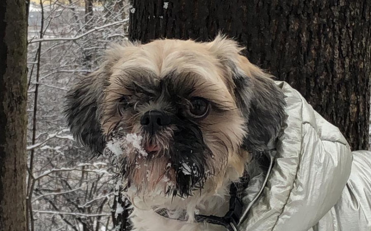 Zbiórka pieskiem życie - zdjęcie główne