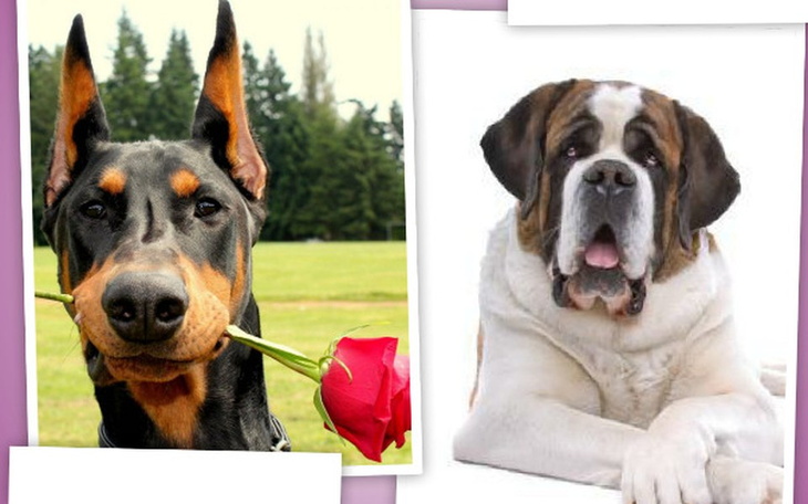 Dwa psy, jeden z różą, drugi leżący na podłodze.