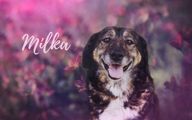 Zbiórka Pomóż nam w zakupie samochodu, - zdjęcie główne