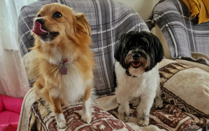 Dwa psy bawiące się na kanapie w przytulnym wnętrzu.