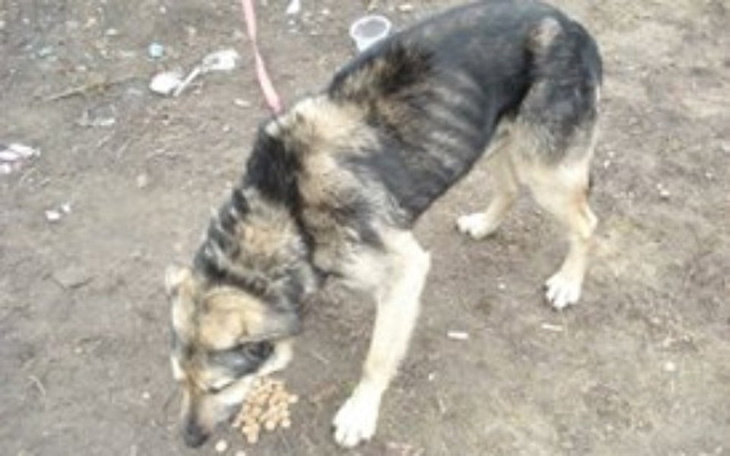 Zbiórka Nikomu niepotrzebny stary kundel - zdjęcie główne