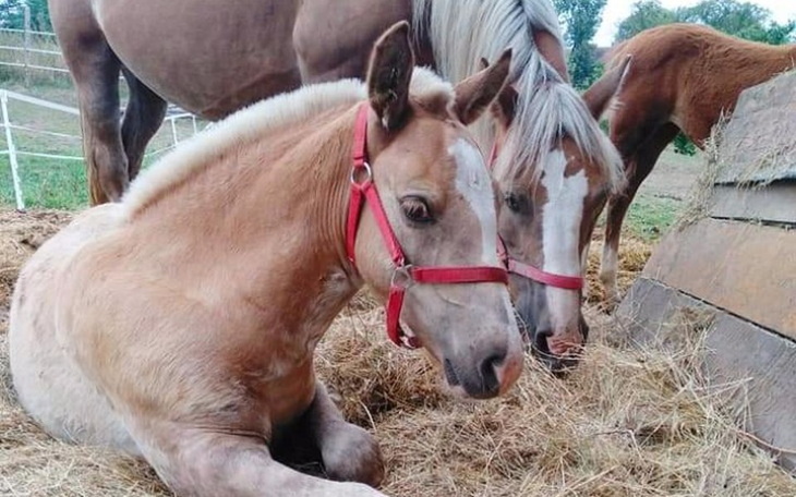 Zbiórka Stara Klacz -koniec z hodowlą! - zdjęcie główne