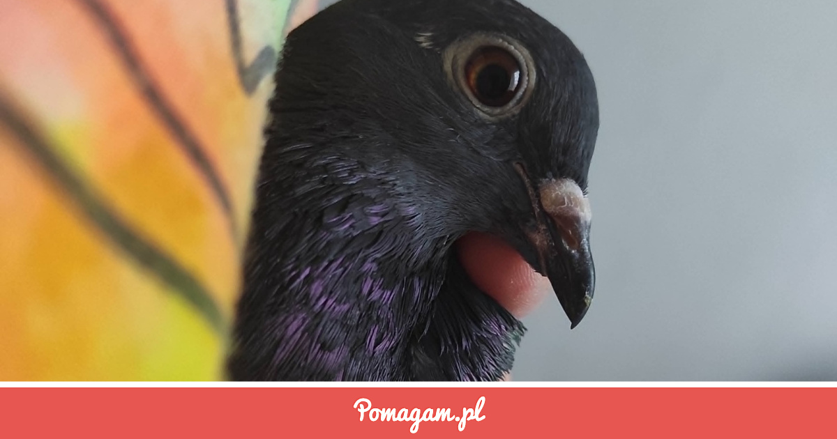 Uratuj Ptasią Rodzinę! | Pomagam.pl