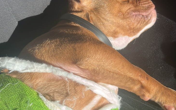 Zbiórka Potrzebna pomoc dla tobiego - zdjęcie główne