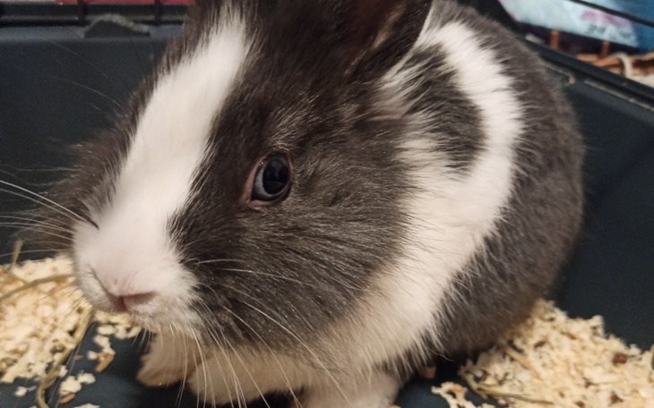 Zbiórka Dla Filemonka - zdjęcie główne