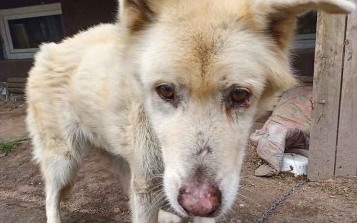 Zbiórka Spokojna starość Lupusa... - zdjęcie główne