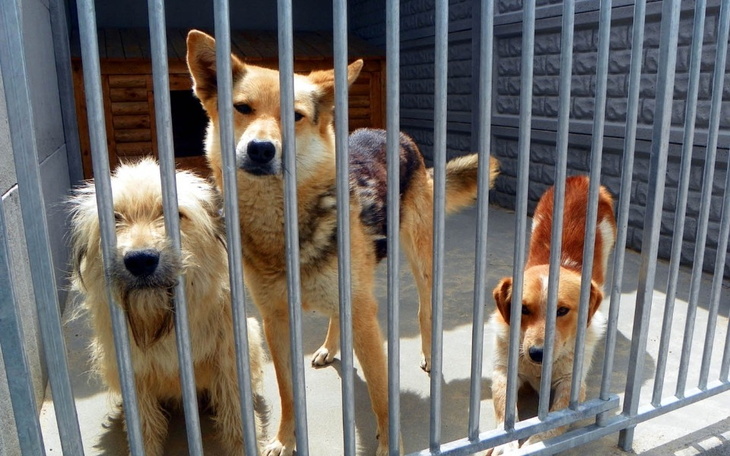 Zbiórka pożywienie dla psów w schronisku - zdjęcie główne