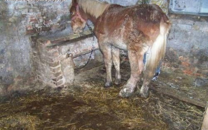 Zbiórka Leoś za tydzień wtrafi na rzeźni - zdjęcie główne