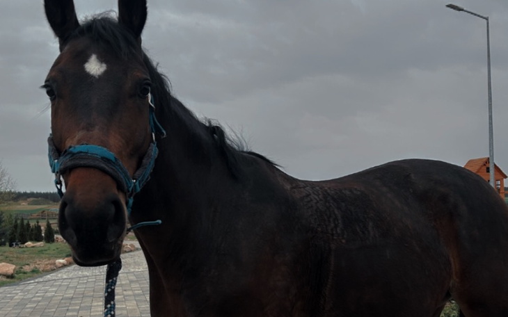 Zbiórka Upragniony koń - zdjęcie główne