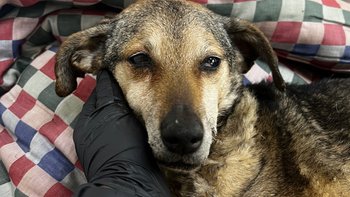 Zbiórka 💔Pilne- walka o życie Megi💔 - miniaturka zdjęcia