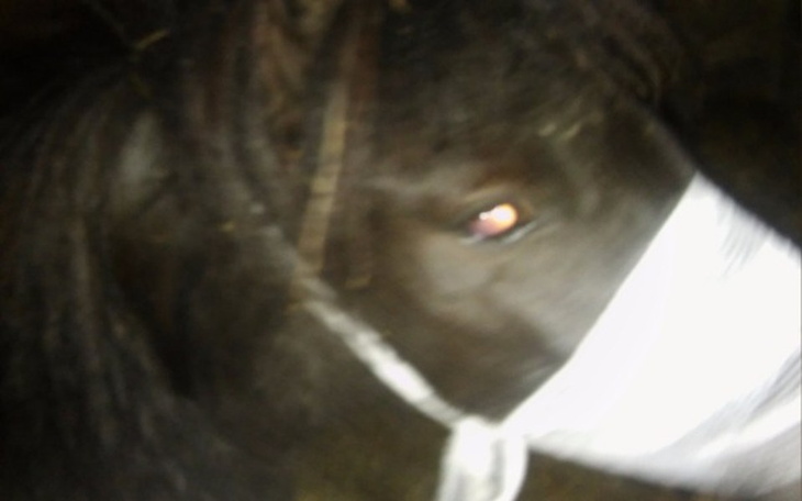 Zbiórka Leczenie i transport Miluni - zdjęcie główne