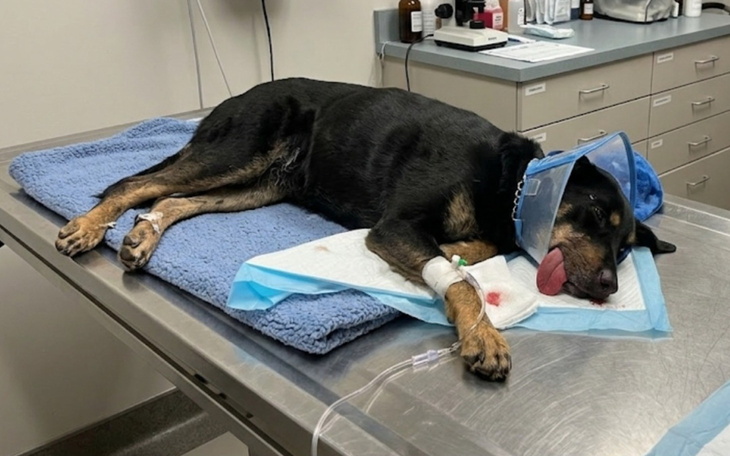 Pies leżący na stole w klinice weterynaryjnej.