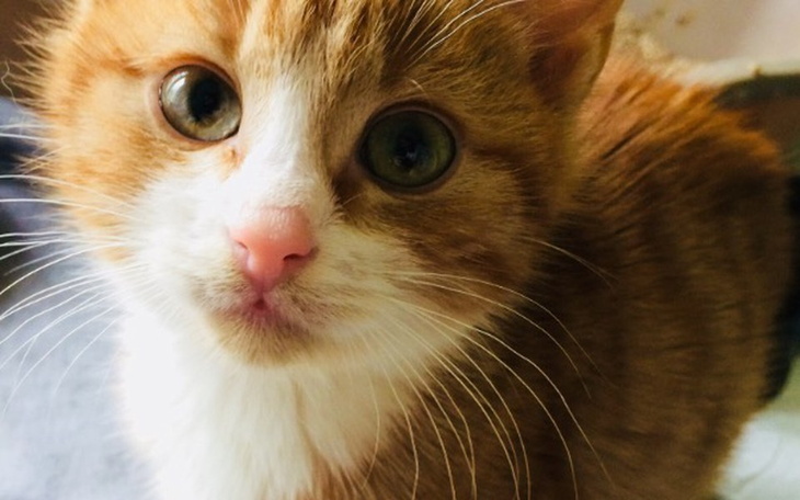 Zbiórka Utrzymanie maluszków - zdjęcie główne