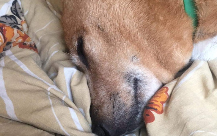 Zbiórka Operacja zaćmy oka u Pusi - zdjęcie główne