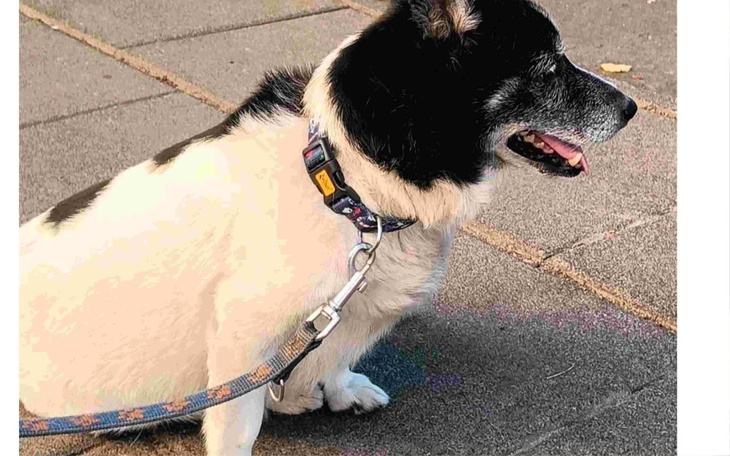 Zbiórka pilna operacja psa czarusia - zdjęcie główne