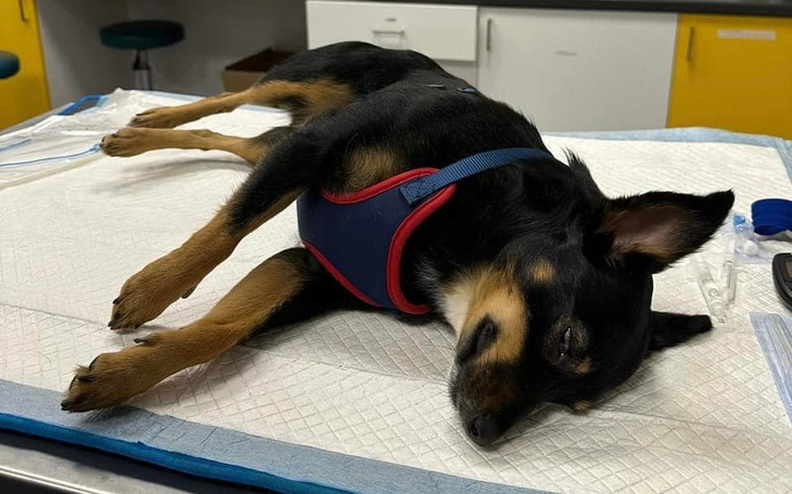 Zbiórka Druga operacja Misi-pomóżmy - zdjęcie główne