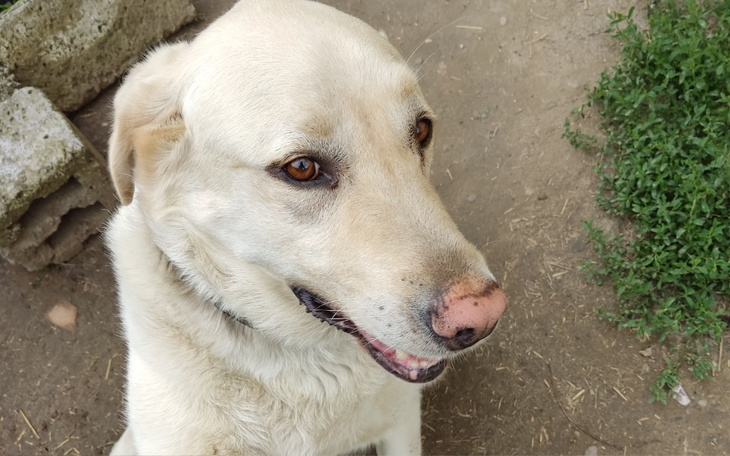 Zbiórka Zabieg TPLO/TPLO CWO dla Bruna - zdjęcie główne