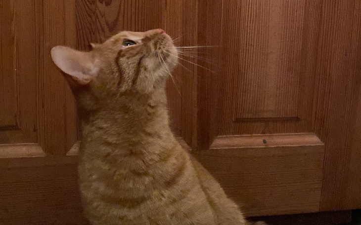 Kot patrzący w górę, z wyraźnym zainteresowaniem.