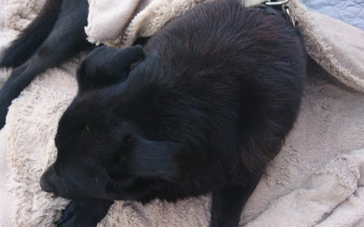 Zbiórka Misiu - tak bardzo chce żyć... - zdjęcie główne