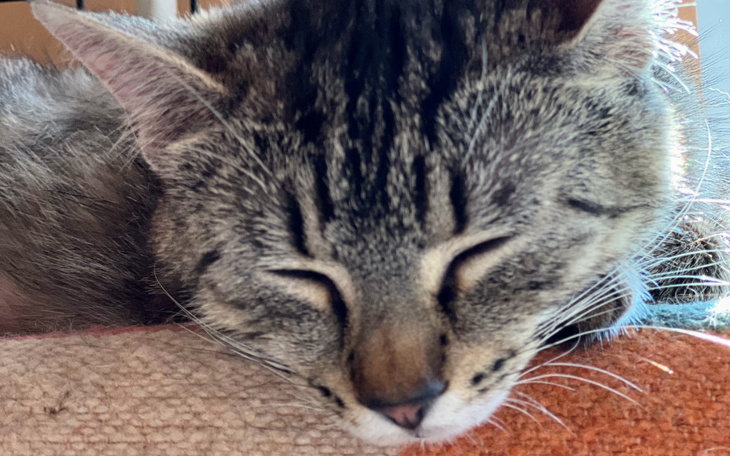 Zbiórka Ratujmy Szarusię - zdjęcie główne