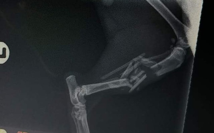 Zbiórka Puma, przejechany przez auto - zdjęcie główne