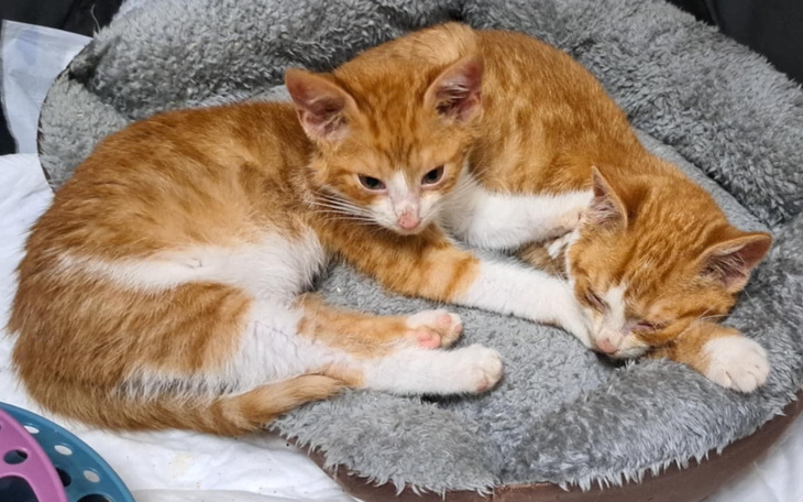 Dwa rudziki leżące na miękkim posłaniu, jeden z nich śpi.