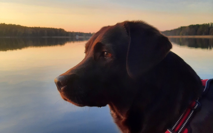 Czarny labrador patrzący na zachód słońca nad jeziorem.