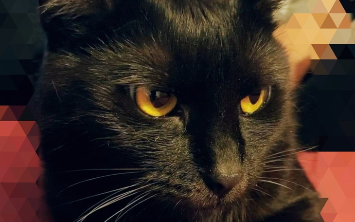 Zbiórka Leczenie kota Cezarego FIP - zdjęcie główne