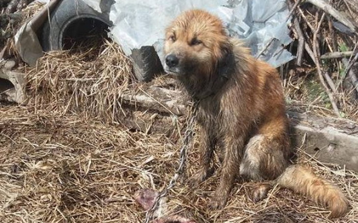Zbiórka Psy odebrane z łańcuchów - zdjęcie główne