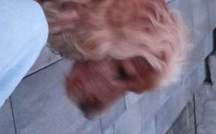 Zbiórka Borelioza u 15 letniego Dakera. - zdjęcie główne