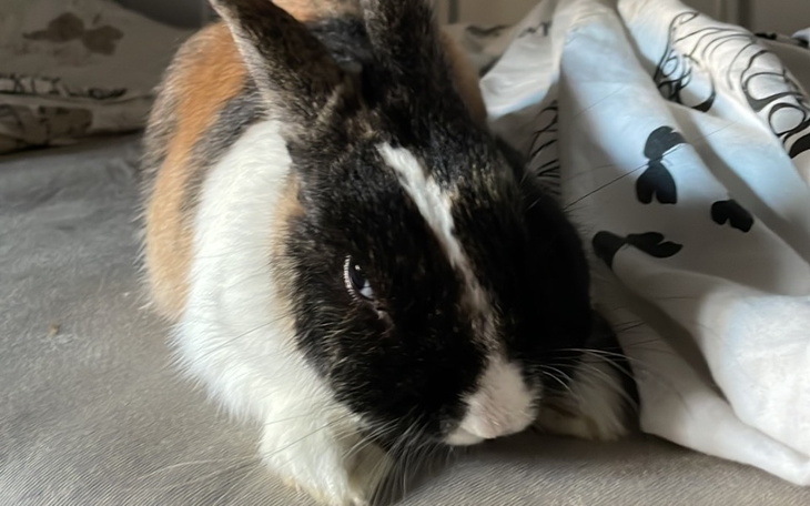 Zbiórka Na leczenie Hopka - zdjęcie główne